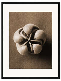 Gerahmter Kunstdruck Blumenbachia hieronymi