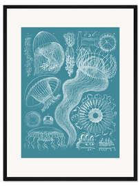 Gerahmter Kunstdruck Medusen (Quallen)