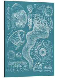 Magnettafel Medusen (Quallen)