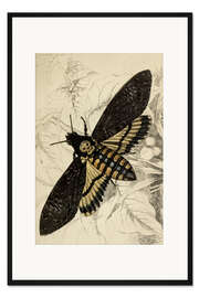 Gerahmter Kunstdruck Totenkopfschwärmer