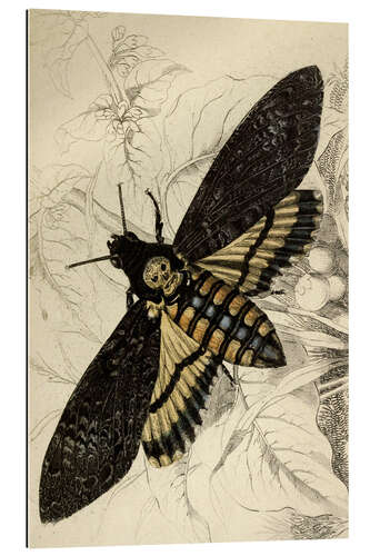 Gallery print Death's-head Hawkmoth