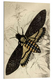 Gallery print Death&#039;s-head Hawkmoth