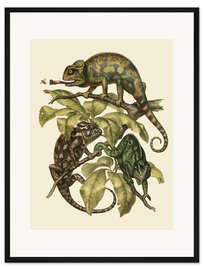 Gerahmter Kunstdruck Chamaeleonidae (Chamäleons)