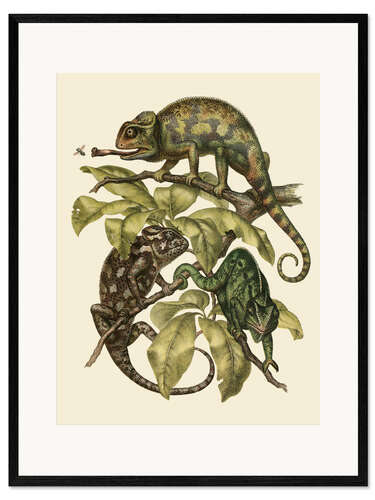 Innrammet kunsttrykk Chamaeleonidae