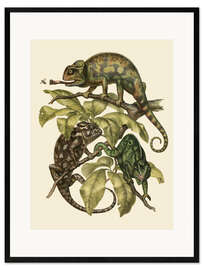 Gerahmter Kunstdruck Chamaeleonidae (Chamäleons)