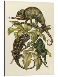 Magnettafel Chamaeleonidae (Chamäleons)