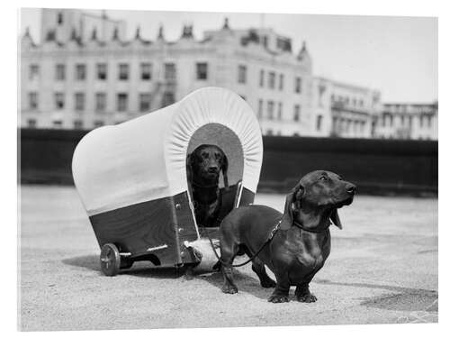 Akrylbillede Two dachshunds