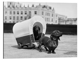 Aluminium print Two dachshunds