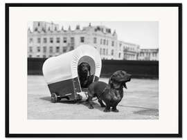 Gerahmter Kunstdruck Zwei Dackel