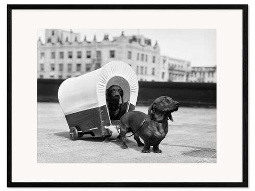 Ingelijste kunstdruk Two dachshunds