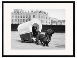 Framed art print Two dachshunds