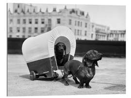 Galleritryk Two dachshunds