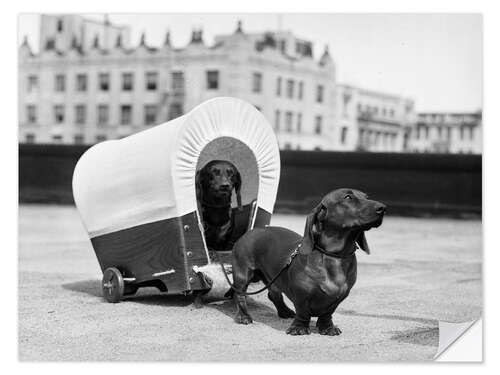 Wall sticker Two dachshunds