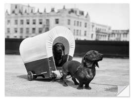 Wall sticker Two dachshunds