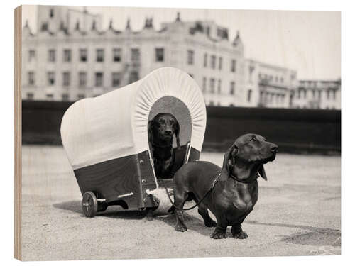 Cuadro de madera Dos perros salchicha