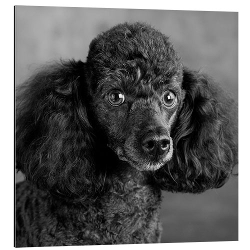 Aluminium print Portrait of a miniature poodle