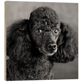 Wood print Portrait of a miniature poodle