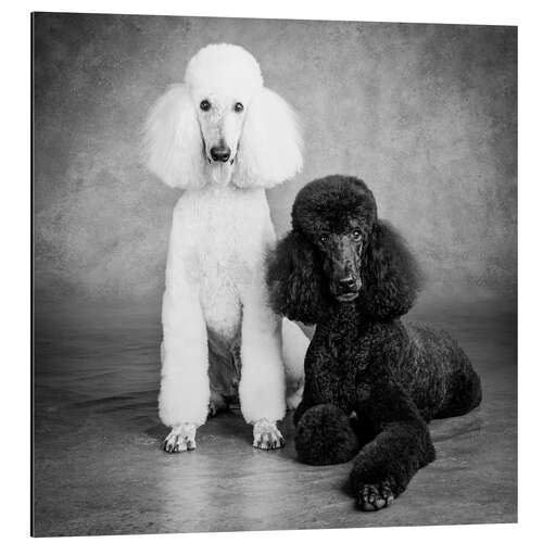 Aluminium print Kingpoodle black and white