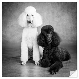 Wall sticker Kingpoodle black and white