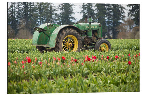 Aluminium print Tractor on a tulip field