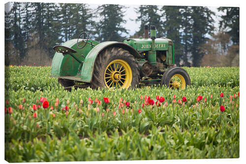 Leinwandbild Traktor auf einem Tulpenfeld