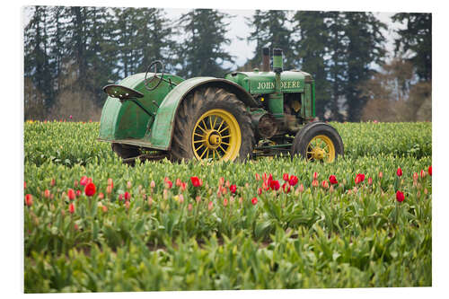 Print på skumplade Tractor on a tulip field