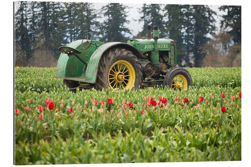 Galleriprint Tractor on a tulip field