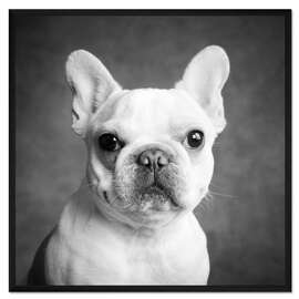 Gerahmter Kunstdruck Porträt einer französischen Bulldogge
