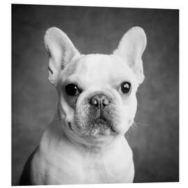 Print på skumplade Portrait of a french bulldog