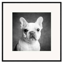 Ingelijste kunstdruk Portrait of a french bulldog