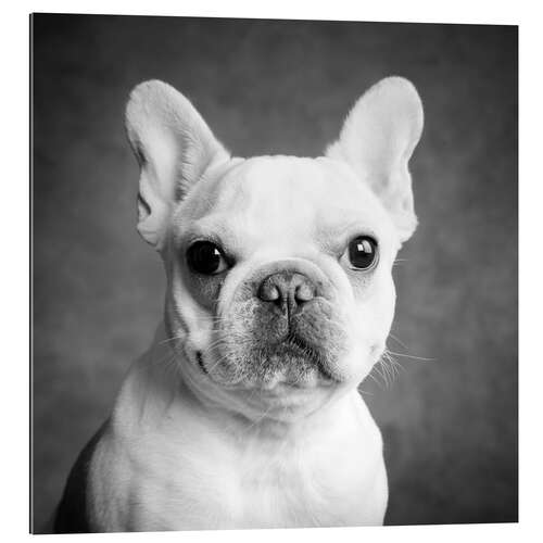 Gallery print Portrait of a french bulldog