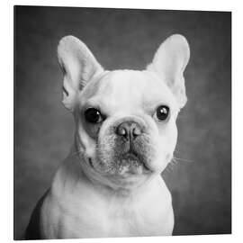 Magnettafel Porträt einer französischen Bulldogge