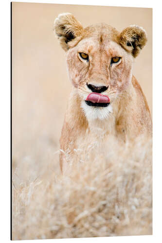 Aluminium print Close-up of a lioness