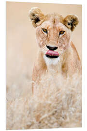 Foam board print Close-up of a lioness