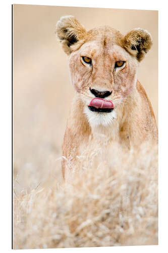 Galleriprint Close-up of a lioness