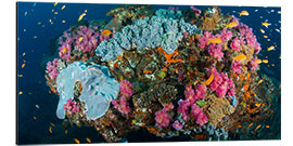 Aluminium print Corals surrounded by sea gold