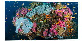 Foam board print Corals surrounded by sea gold