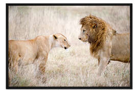 Gerahmter Kunstdruck Löwe und Löwin