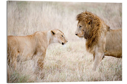 Gallery print Lion and lioness