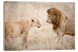 Wood print Lion and lioness