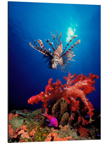 Aluminium print Lionfish and soft coral