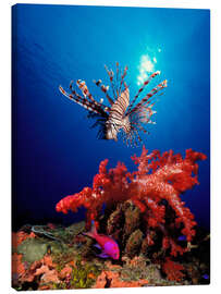 Canvas print Lionfish and soft coral