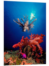 Foam board print Lionfish and soft coral