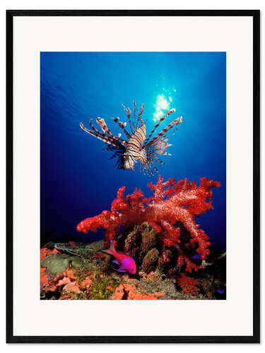 Plakat artystyczny premium w ramie Lionfish and soft coral