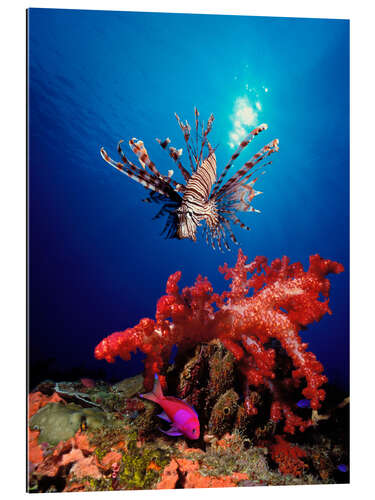 Gallery print Lionfish and soft coral