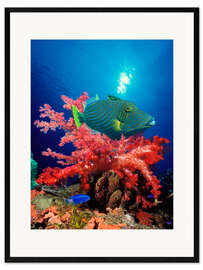 Ingelijste kunstdruk Triggerfish and soft coral
