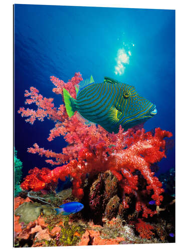 Gallery print Triggerfish and soft coral