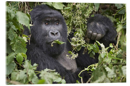 Akrylbilde Mountain gorilla having a snack