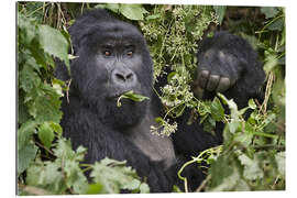 Quadro em plexi-alumínio Mountain gorilla having a snack