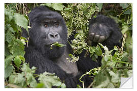 Selvklebende plakat Mountain gorilla having a snack